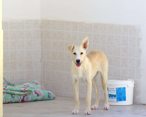 Adotta un cane, femmina, 4 anni , Modena