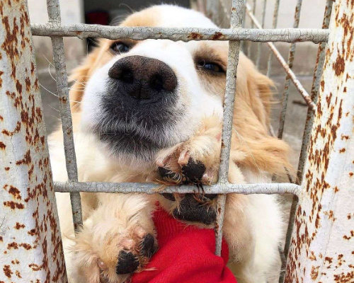 Adotta un cane, maschio, 9 anni  e 3 mesi , Caserta