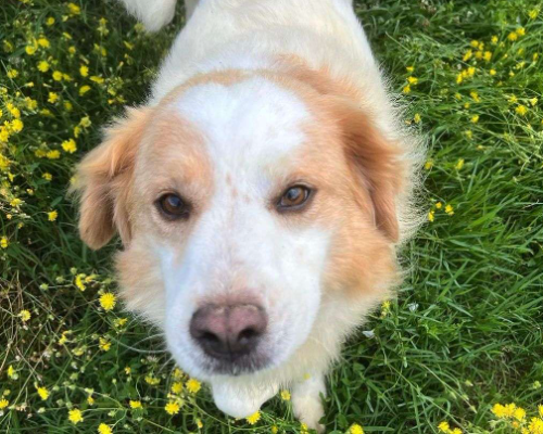 Adotta un cane, taglia media, maschio, Caserta