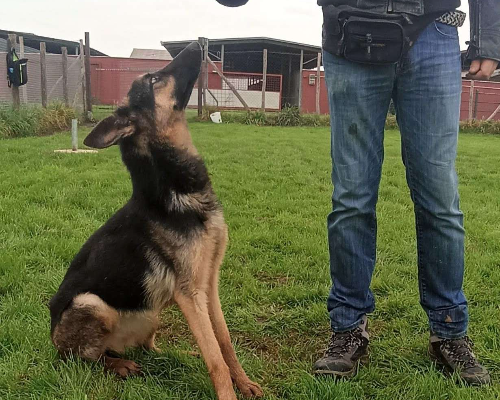 Vuoi adottare un cane a Latina?