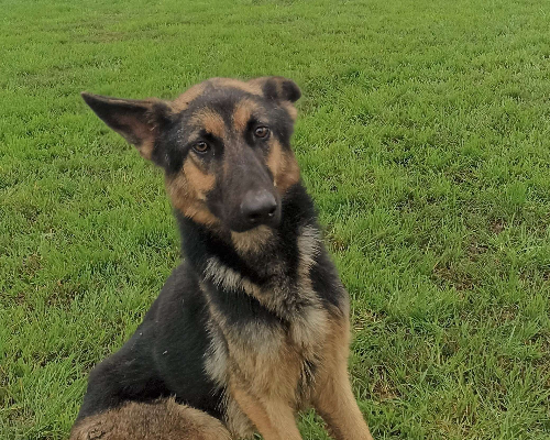 Adotta un cane, taglia media, femmina, Latina