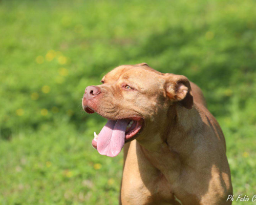 Adotta un cane, maschio, 7 anni, Ferrara
