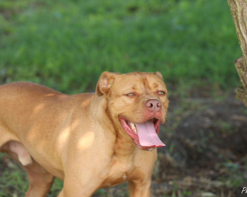 Adotta un cane, taglia grande, maschio, Ferrara