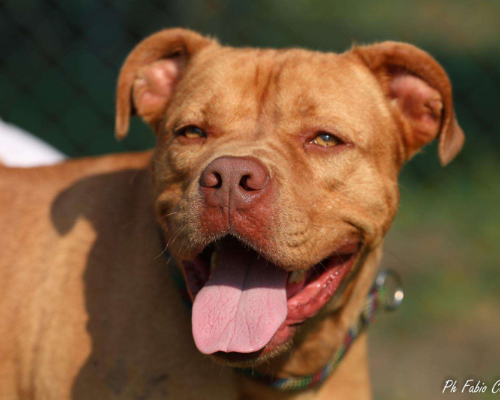 Adozione cane, maschio, meticcio, 7 anni, taglia grande, Ferrara