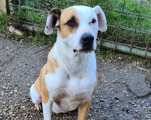 Adotta il cane SABRINA a Benevento