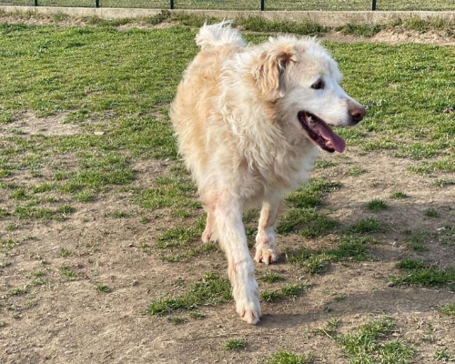 Adotta un cane, taglia grande, maschio, Roma