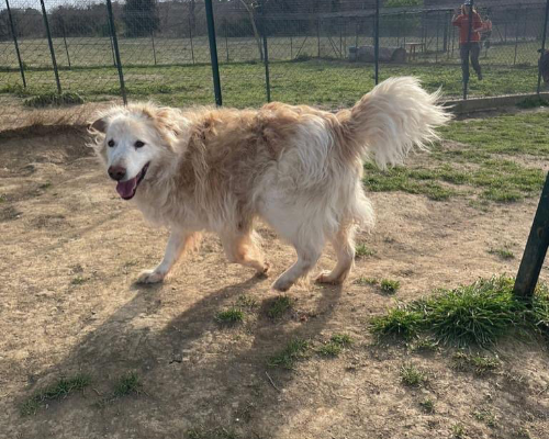 Adotta un cane, maschio, 13 anni  e 4 mesi , Roma
