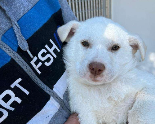 Adozione cane, maschio, meticcio, 3 anni e 2 mesi, taglia grande, Lucca