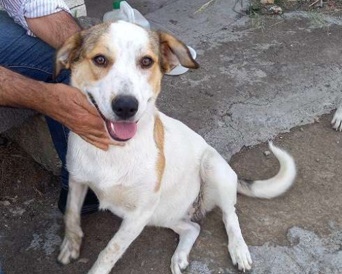 Adotta un cane, femmina, 2 anni  e 8 mesi , Catania