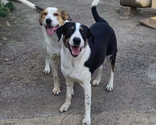 Adotta un cane, taglia media, femmina, Catania