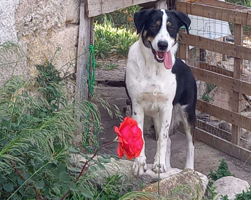 Vuoi adottare un cane a Catania?