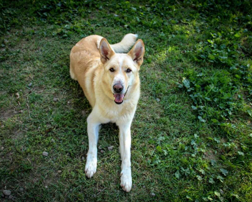 Adotta un cane, taglia grande, maschio, Roma