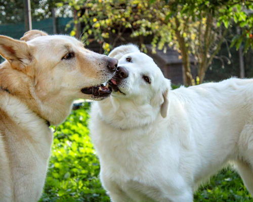 Vuoi adottare un cane a Roma?