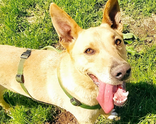 Adotta un cane, taglia grande, maschio, Bergamo