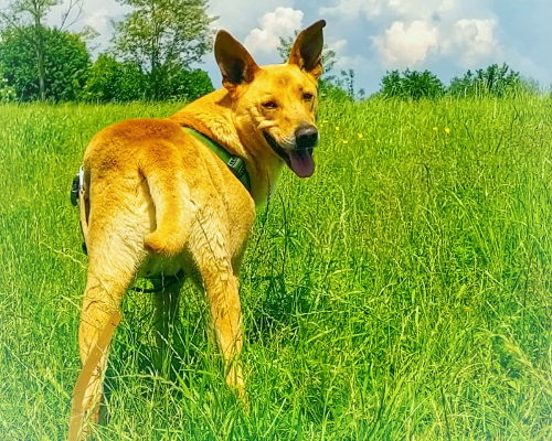 Vuoi adottare un cane a Bergamo?