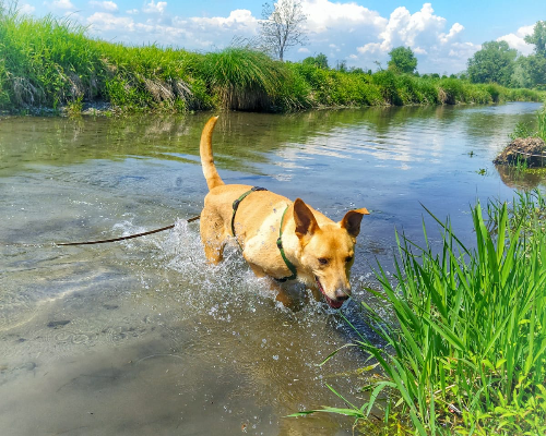 Adotta il cane Ryan a Bergamo