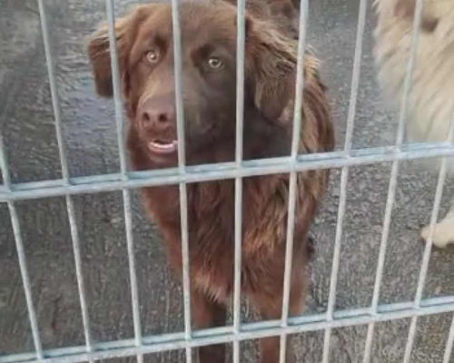 Adotta un cane, taglia media, maschio, Parma