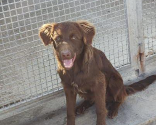 Adotta un cane, maschio, 3 anni , Parma
