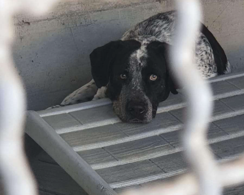 Adotta un cane, maschio, 4 anni  e 4 mesi , Caserta