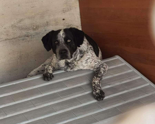 Foto dell'animale