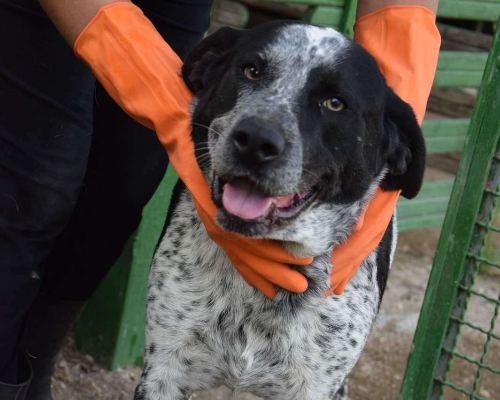 Adotta il cane Jason! a Caserta