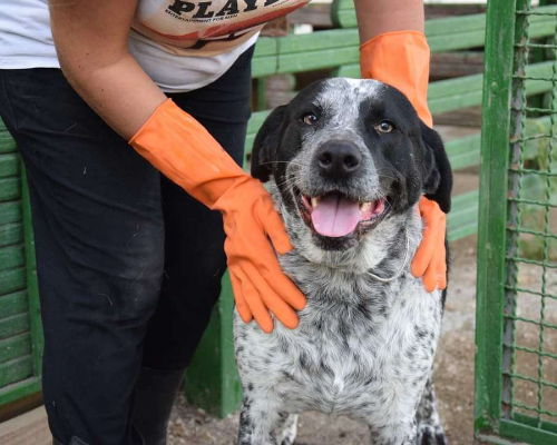Vuoi adottare un cane a Caserta?
