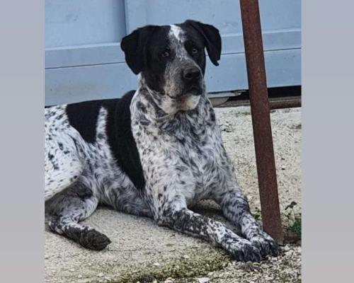 Adotta un cane, taglia media, maschio, Caserta