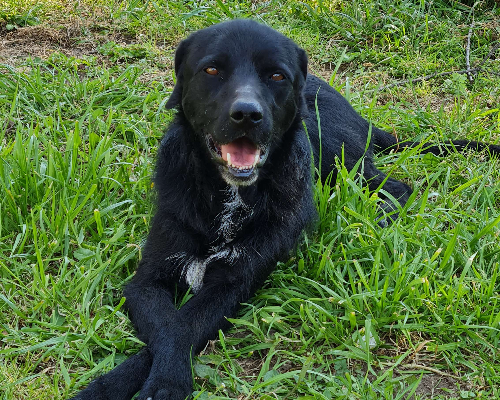 Adotta un cane, maschio, 10 anni e 8 mesi, Napoli