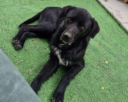 Adozione cane, maschio, meticcio, 10 anni e 8 mesi, taglia media, Napoli