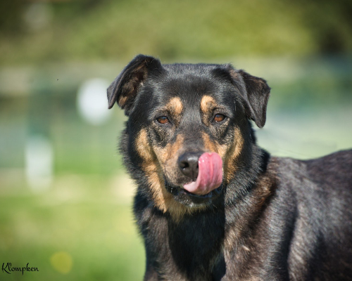 Adozione cane, femmina, meticcio, 11 anni  e 4 mesi , taglia media, Roma