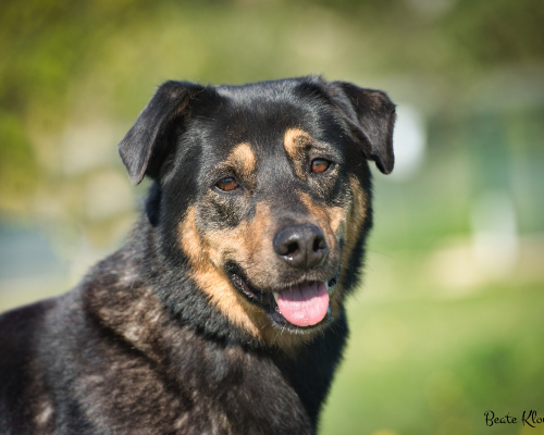 Adotta un cane, femmina, 11 anni  e 4 mesi , Roma
