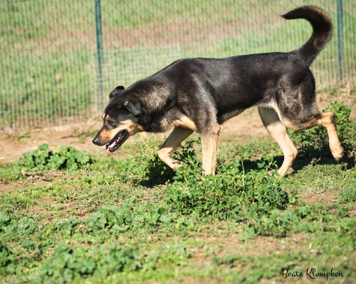 Vuoi adottare un cane a Roma?