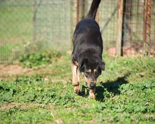 Adotta un cane, taglia media, femmina, Roma