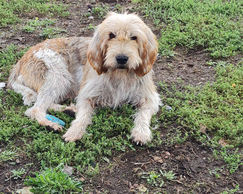 Adozione cane, maschio, Razza sconosciuta, 11 anni e 7 mesi, taglia media, Napoli