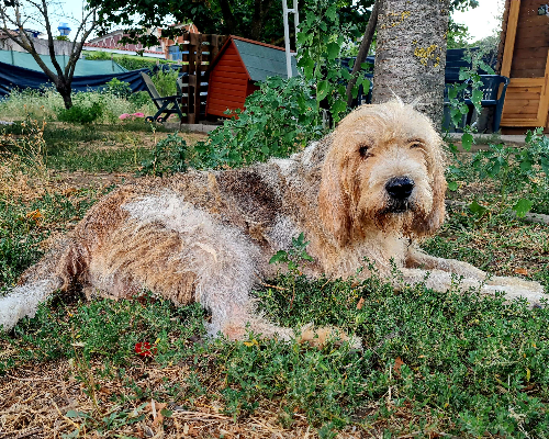 Adotta un cane, maschio, 11 anni e 7 mesi, Napoli