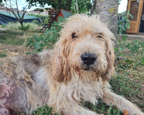 Vuoi adottare un cane a Napoli?