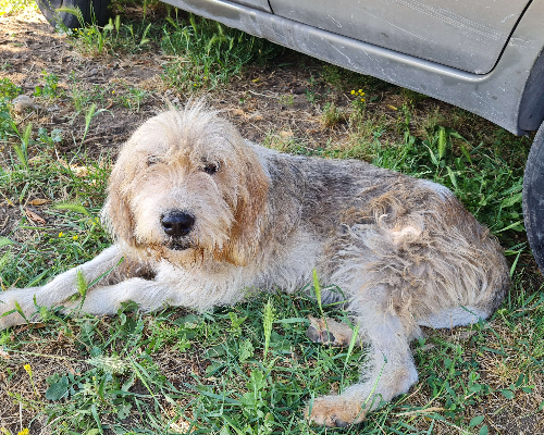 Adotta un cane, taglia media, maschio, Napoli