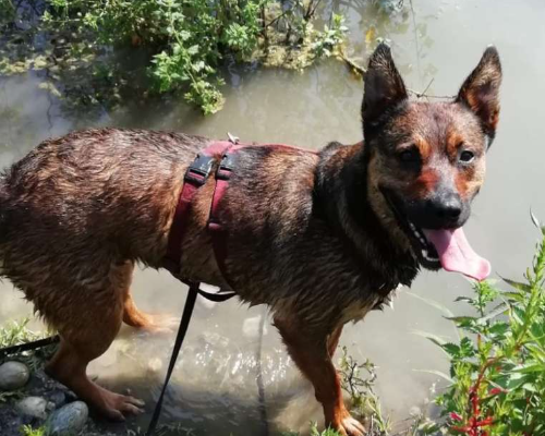 Adotta un cane, taglia grande, femmina, Monza