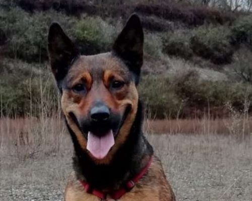 Adotta un cane, femmina, 9 anni  e 3 mesi , Monza