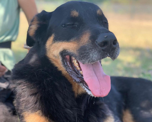 Adotta un cane, maschio, 8 anni  e 3 mesi , Roma