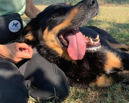 Vuoi adottare un cane a Roma?
