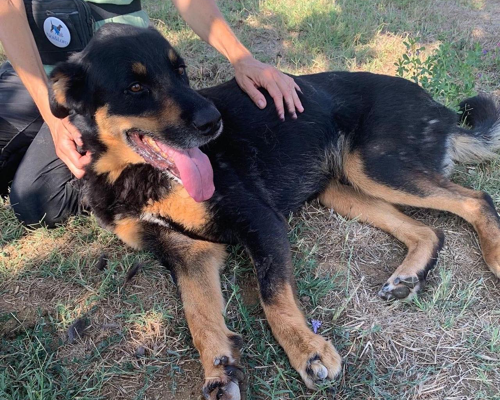Adotta il cane aro a Roma