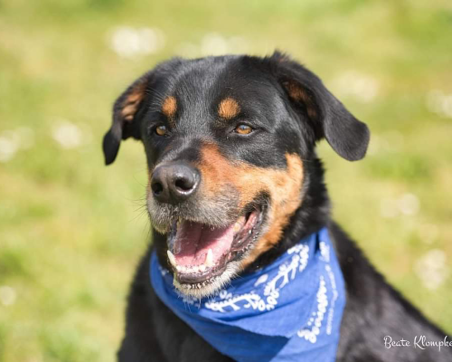 Adotta un cane, taglia grande, maschio, Roma