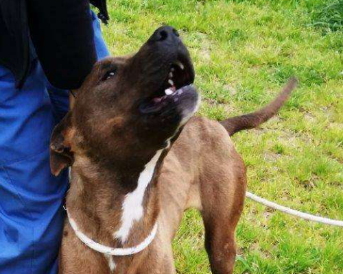 Adotta un cane, taglia media, femmina, Latina