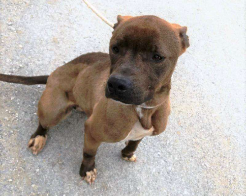 Adotta il cane Lady a Latina