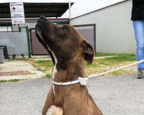 Adotta un cane, femmina, 7 anni  e 2 mesi , Latina