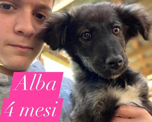 Adozione cane, femmina, meticcio, 3 anni e 3 mesi, taglia media contenuta, Siracusa