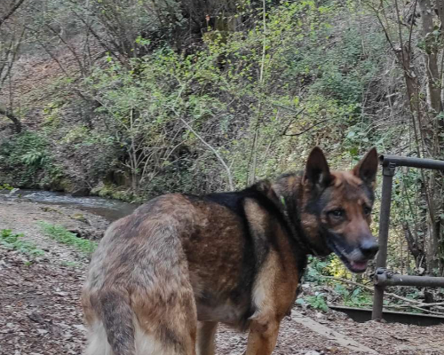 Adotta un cane, taglia grande, maschio, Viterbo