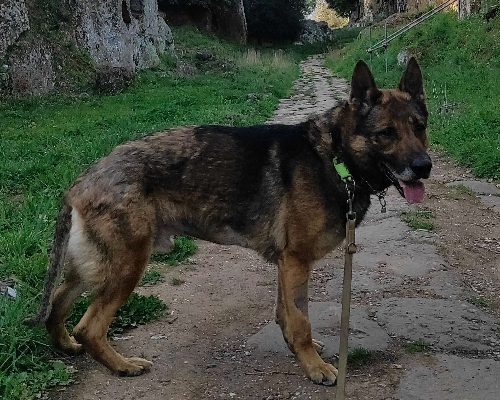 Vuoi adottare un cane a Viterbo?