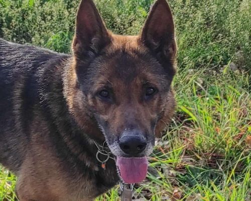 Adotta un cane, maschio, 6 anni  e 5 mesi , Viterbo